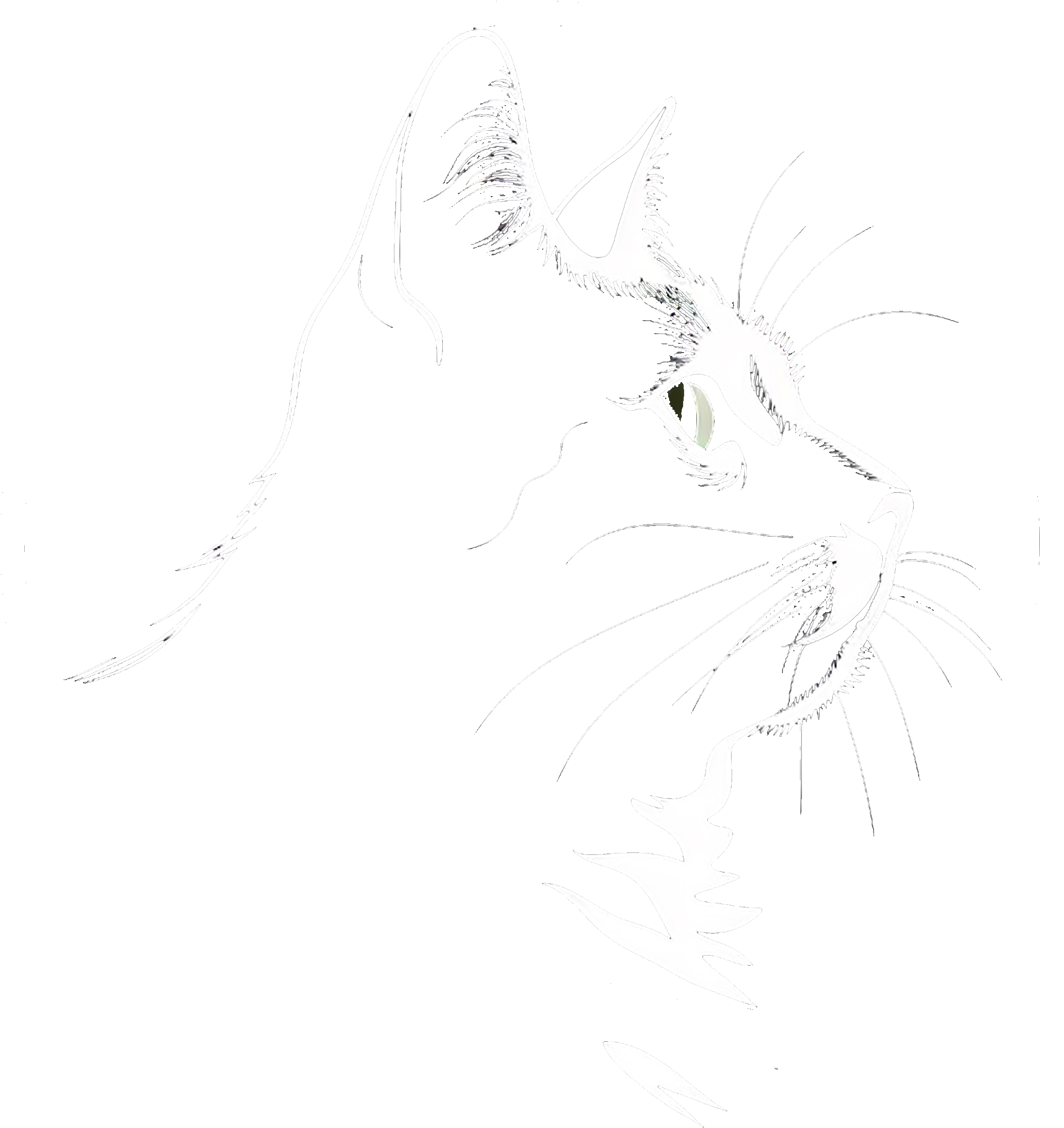 Crazy Whisker